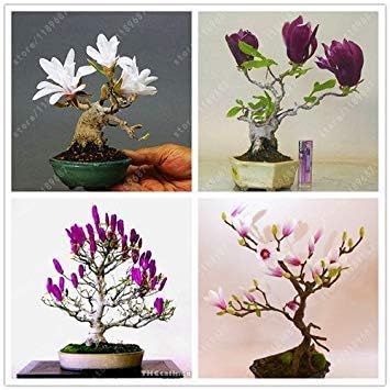 30 pcs/Bag Magnolia Seeds Mini Magnolia, Beautiful Flower Seeds Indoor or Ourdoor Potted Plants DIY for Home Garden Mix