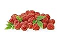 Locally Grown Raspberries, Half Pint