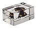 Celestron – Real 3D Bugs in Clear Resin – 4pc Set Includes Hornet, Black Camellia, Rose Chafer, and Spider – Perfect for Science Eduction and Classroom – Use with Digital and Stereo Microscopes