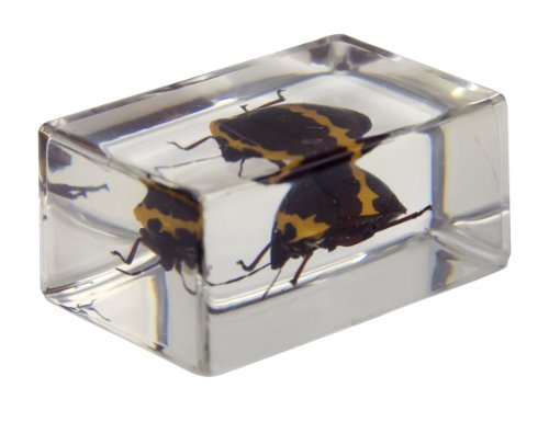 2 Celestron+44408+Specimen+Green+Yellow