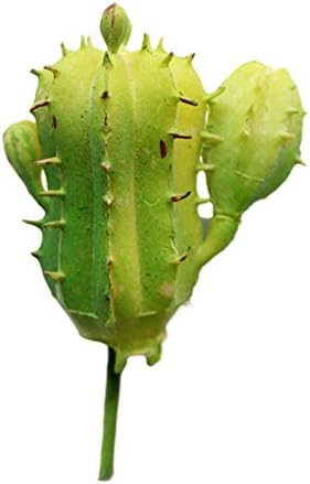 Moguer Mini Simulation Prickly Pear Plant (Random Color)