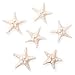 Super Z Outlet Starfish Natural Knobby Mini Beach Sea Stars for Wedding Seashell Crafts (Large, 6 Piece)