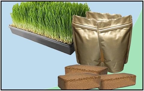 Wheatgrass Growing Kit - Medium