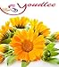 CALENDULA OIL 100% NATURAL PURE UNDILUTED UNCUT CARRIER OIL