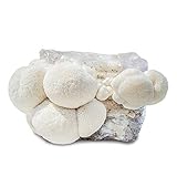 Grow Your Own Mushrooms Kit - Colonized Lion's Mane Mushrooms - Indoors kit - Grow up to 4 Pounds
