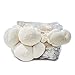 Grow Your Own Mushrooms Kit - Colonized Lion's Mane Mushrooms - Indoors kit - Grow up to 4 Pounds primary