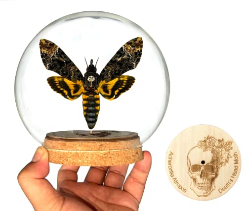 vinatimes Real Death Head Moth Acherontia Glass Dome Butterfly Hawkmoth Skull Moth Vietnamese Insect Silence of the Lambs DOME-05-01 — image 1