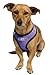 Paws & Pals Pet Control Harness for Dog & Cat Easy Soft Walking Collar, Small, Purple