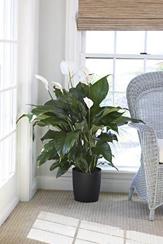 2 Costa+Farms+Spathiphyllum+Planter+Excellent