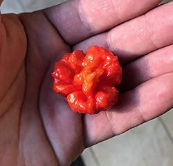 Hurt Berry Pepper Premium Seeds for Planting Packet