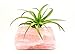 Rose Quartz Crystal Air Plant Holder/Relaxation Home Decor Healing Crystal + Includes Large Tillandsia Plant