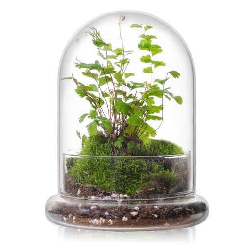 WHJY Glass Cloche Terrarium