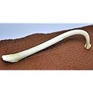 Clear Creek Trading Raccoon Penile Bone