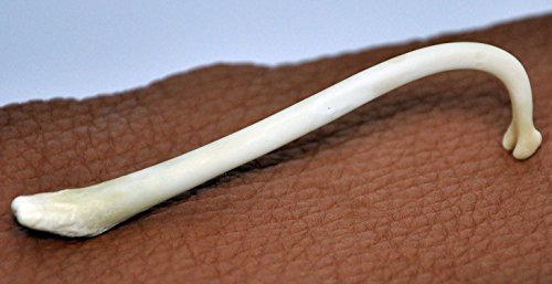 Clear creek trading raccoon penile bone