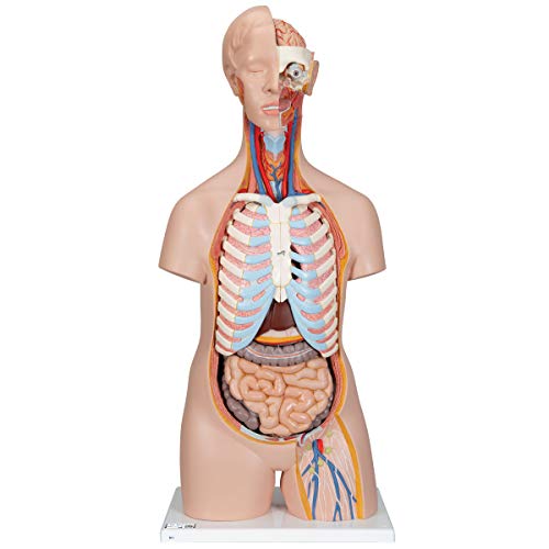 3B Scientific B11 Plastic 16 Part Classic Unisex Human Torso Model, 9.8" Length…