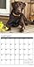 Just Chocolate Labs 2017 Wall Calendar (Dog Breed Calendars)