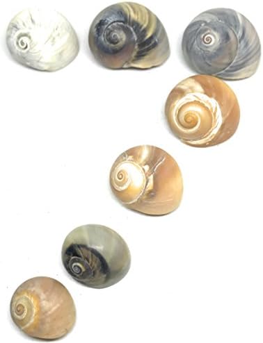 THE OTHER TIDE 7 Moon Shells - Tiger's Eye Bubble Sea Shells - Aquarium Ornaments or Growth Shells for Small to Medium Sized Hermit Crabs