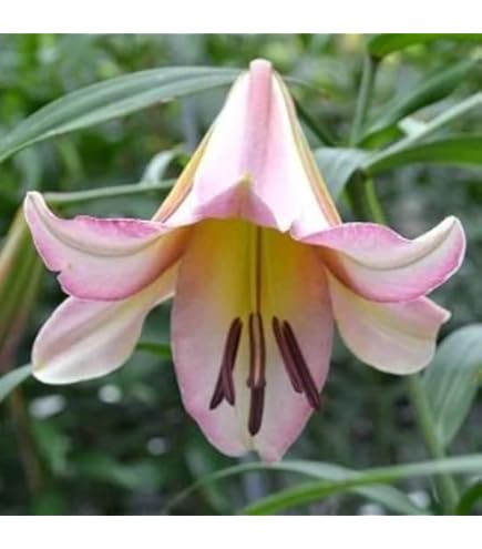 money tree near me open Lucky Day Money Tree – SweetPetals