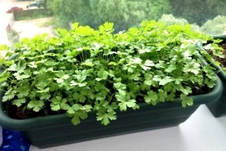 Coriander Seeds Cilantro Chinese Parsley up to 500 Seeds