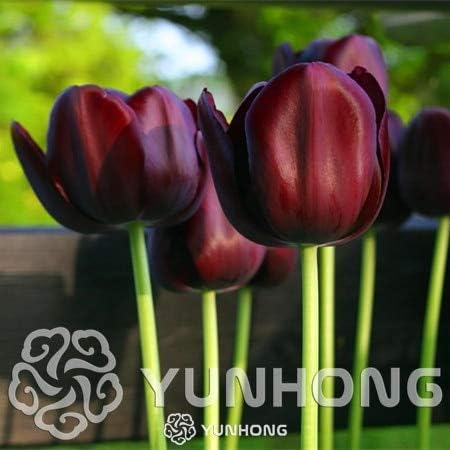 Amazon Co Jp 最低価格2個 ロットレアチューリップ球根利用可能なチューリップ品種新鮮な球根ルートの花ハイグレード花盆栽園 K 9 ホーム キッチン