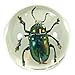 REALBUG Beetle Marbles 4pcs Set