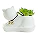 GeLive Cat Succulent Planter Decorative Flower Pot Mini Ceramic Grass Planter Plant Pots Box with Tray Saucer White Cat