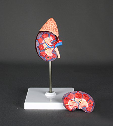 image for Vision Scientific Life-Size Kidney Model - Median Sagittal Sectioned -