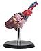 Budget Life-size Heart Model #CH7 by Anatomical Chart Co