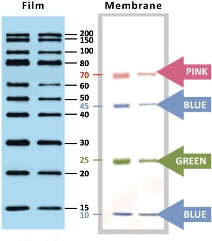 YesBlot Western Marker I (10- 200 kDa), 4 pre-stained proteins (10, 25, 45 and 70 kDa)