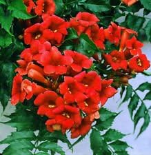 Amazon Com Rare Dark Red Hummingbird Trumpet Vine Hardy 20