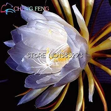 Vista 2016 50pcs Chinese Rare Epiphyllum Oxypetalum Seeds Night Blooming Cereus Bonsai Flower Garden Decoration Plant