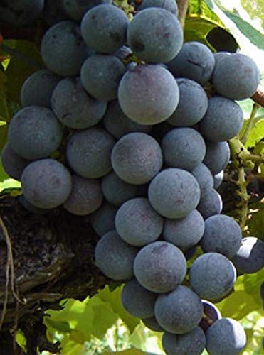 Venus Blue Seedless Grape, Live Potted Grape Plant 1-2 Years Old