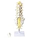Medical Human Spine Spine Pathology Demonstration Model Anatomical Model Lumbar Vertebrae Sacrum & Coccyx, with Herniation Disc Sold by East dental