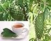 Graviola Tea Bags (3 Packs)
