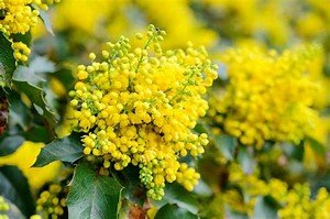 10 Mahonia Field Grown 1-2ft (30-60cm) Hedging Plants Tree Whip