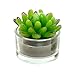 Assortment of 4 Mini Green Desert Succulent Plants Shaped Candles/Tea Lights Table/Mantle Decorations