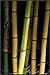 Bamboo for Gardens