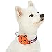Blueberry Pet 2019 New 8 Patterns Halloween Pumpkin Party Designer Adjustable Dog Collar with Detachable Decoration, Large, Neck 18″-26″thumb 2