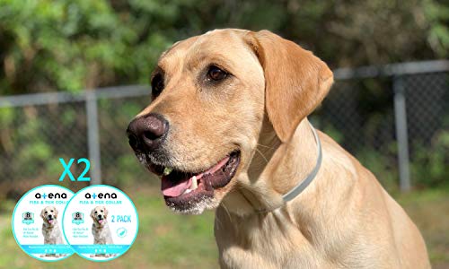 essential oil flea collar