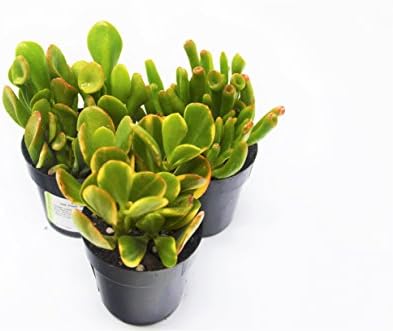 Jade Succulent Variety Pack/All Different Species / 2" Pots/Live Home and Garden Plants (3)