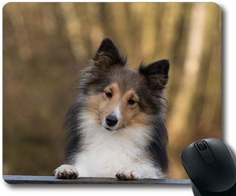 sheltie retriever