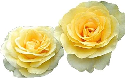 Amazon バラ苗 アンドレグランディエ ベルサイユのばらシリーズ 国産大苗6号スリット鉢 ハイブリッドティー Ht 四季咲き大輪 黄色系 花