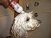 Dog Conditioner & Detangler 100% Natural -Shiny Coat Formula -Oatmeal & Aloe Vera Conditioner for Dogs and Cats -Removes Tangles and Matted Coat While Shines & Moisturizes by Healthy Clean Pet (16 oz)