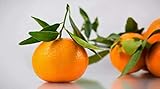 12 Seeds of Orange Satsuma (Mandarin/Tangerine) Seeds