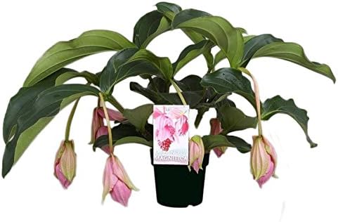FloraStore - Medinilla Magnifica with 6 Buttons (1x), Height 55 cm, Pot Size 17 cm, House Plant