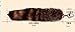 Wild Stainless Steel Fox Tail Massager Faux Fur Adult Toy for Women and Men Sexy Intimate Play Personal Massage Stainless Steel & eBook by My Sweetest Spot