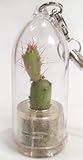Goldy - Live Cacti Cactus Plant Miniature Terrarium Flower - Pet Plant - Boo-Boo Plant