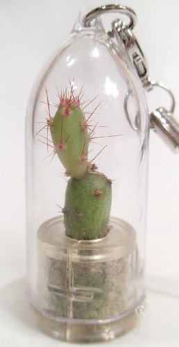Goldy - Live Cacti Cactus Plant Miniature Terrarium Flower - Pet Plant - Boo-Boo Plant