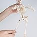 PREXTEX 20 Inch Posable Halloween Skeleton- Full Body Halloween Skeleton with Movable/Posable Joints for Best Halloween Decoration