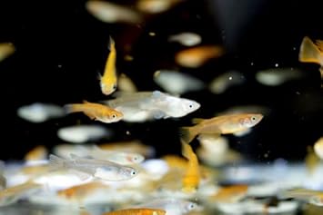 Amazon 国産メダカ 縁日お楽しみセット Mixメダカ30匹 ポイ5枚セット サイズmix 生体0901 3 なまず園 観賞魚 水中生物 通販